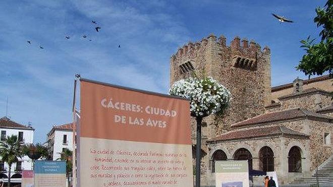 Cáceres celebrará  el VI Festival de las Aves  del 16 al 18 de este mes