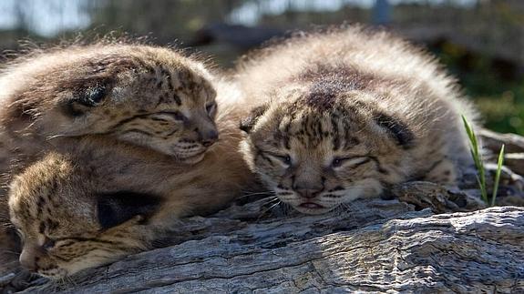 Avanzan los trabajos para la reintroducción del lince en Extremadura