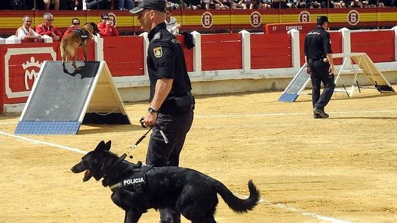 Exhibición canina en la plaza de toros de Mérida