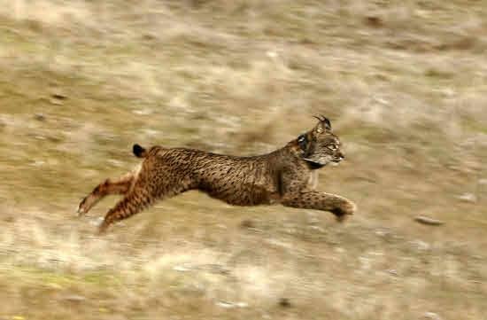 Un lince corriendo en libertad.