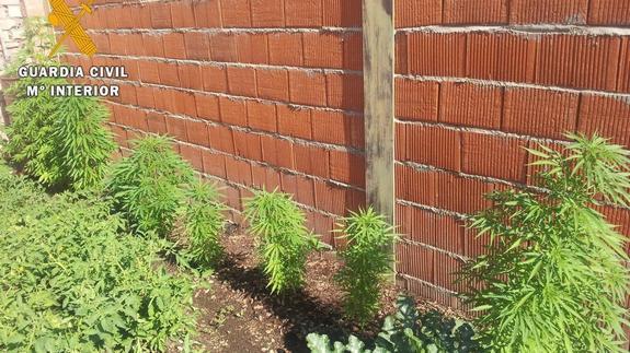 Desmantelado un punto de cultivo de marihuana en una vivienda