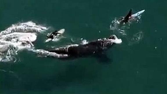 Tres niños hacen surf junto a una ballena de 30 metros