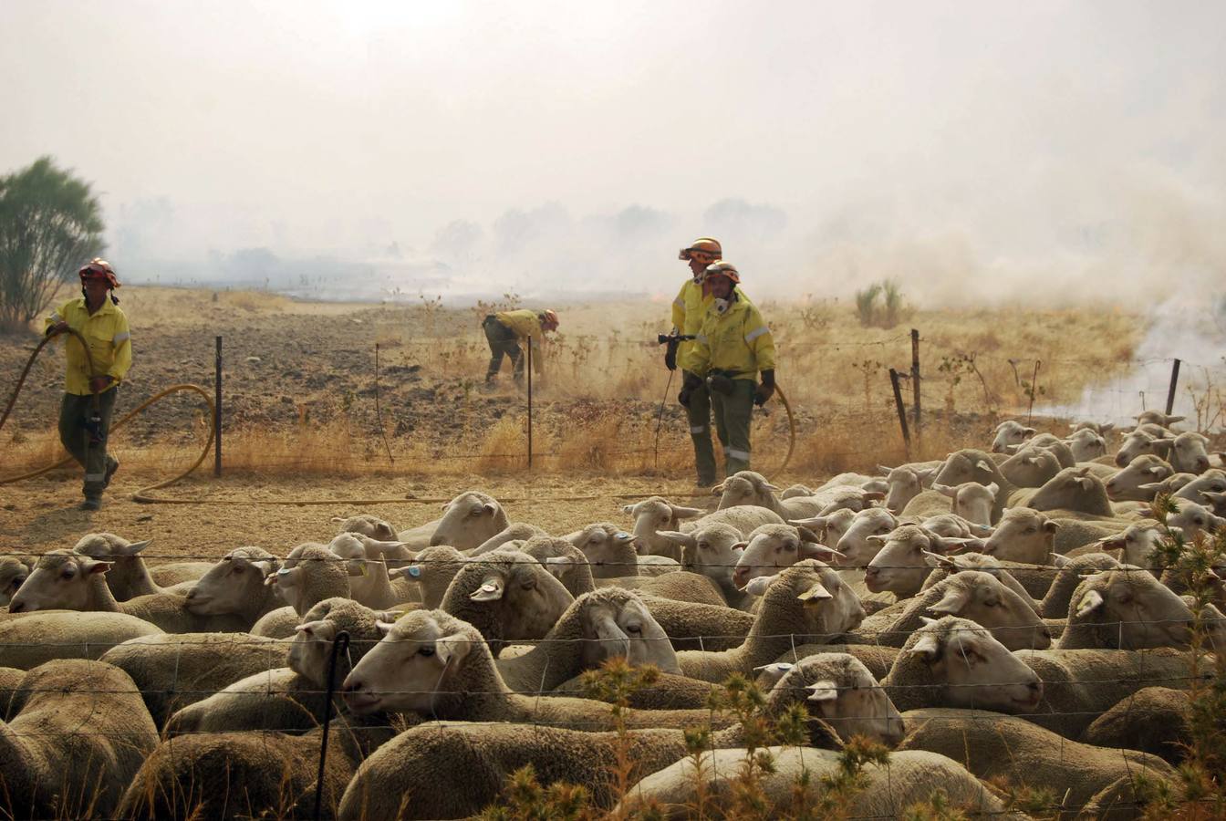 Bomberos del Infoex en Trujillo, en el mayor incendio del año pasado. 