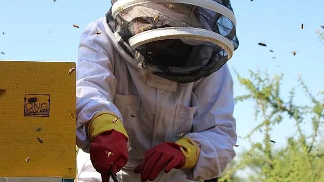 Cooperativas y sindicativos piden una unidad especializada de la Guardia Civil en delitos contra la apicultura