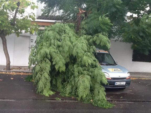 La rama de un árbol cae sobre un coche
