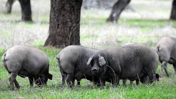 Cerdos ibéricos puros comen bellotas durante la montanera en Salvatierra de los Barros.