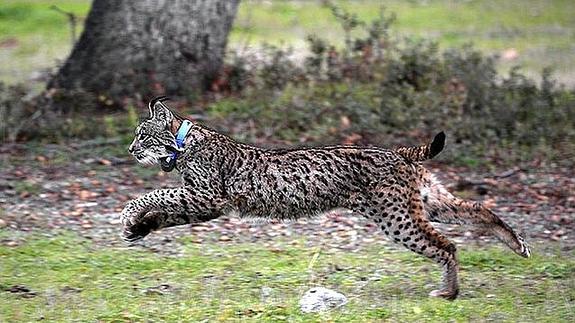 'Kahn' recorre más de 185 kilómetros para visitar Extremadura