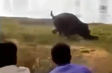 Terrible ataque de un elefante