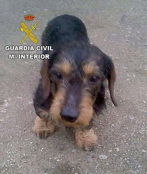 La perra de caza fue robada, presuntamente, por un vecino de Rivera-Riolobos:: HOY