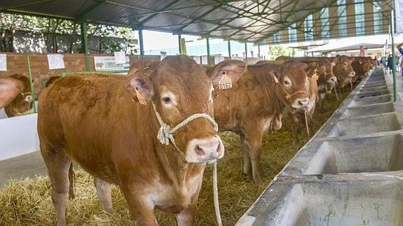 Ganado bovino expuesto en la última Feria de Zafra de 2014