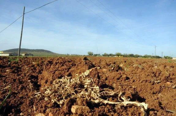 Imagen de un terreno afectado por la sequía. :: hoy