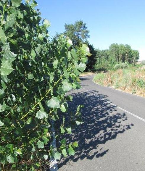 La maleza invade la carretera de Aldehuela