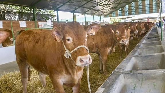 La Junta pone en marcha una mesa específica para frenar la tuberculosis bovina