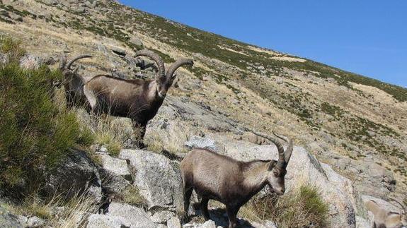 Condenados en Plasencia seis furtivos que cazaron cabra hispánica en Gredos