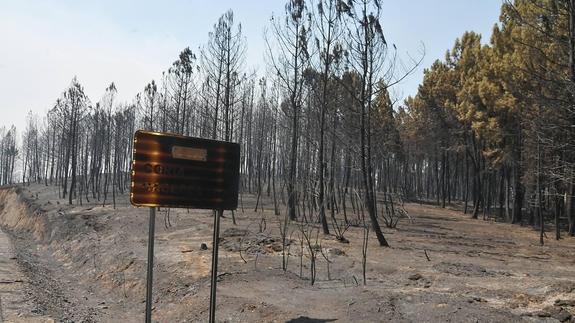 El fuego arrasa casas aisladas, mata ganado y calcina extensas zonas de pinar
