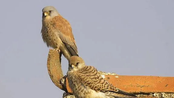 Pareja de cernícalos de primilla: :