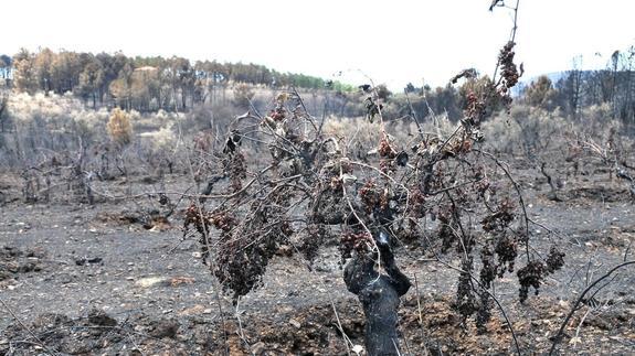 Los técnicos comienzan a evaluar los daños de los caminos rurales en Gata