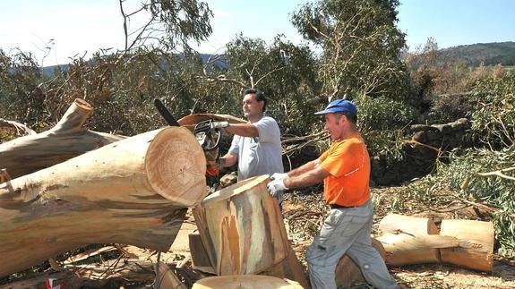 Los árboles quemados con peligro de caer a la carretera han sido talados. 