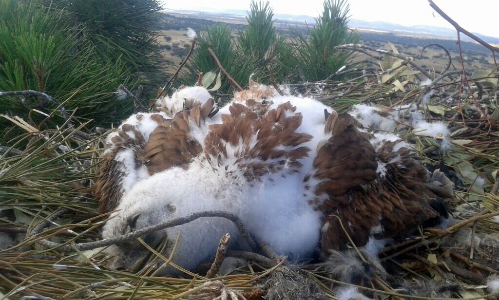 Dos imputados en Alburquerque por envenenar águilas imperiales | Hoy
