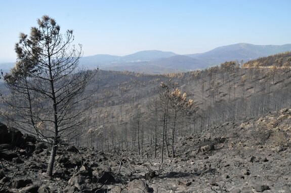 Panorámica de la Sierra de Gata tras el incendio de agosto :: hoy