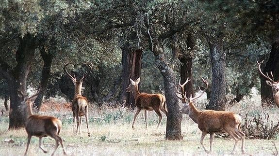 Ecologistas denuncian la celebración de dos monterías en Monfragüe