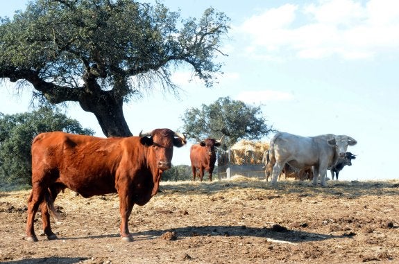 Vacas sanas y ya vacunadas en una explotación próxima a Mérida. :: brígido