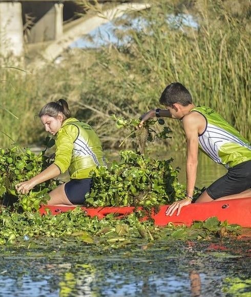 Embarcaciones cubiertas de camalote, a la altura de Valdetorres.