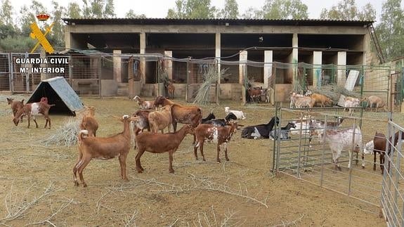 La Guardia Civil recupera en Guareña doce cabras sustraídas de una explotación ganadera