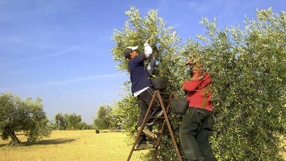 Recogida de aceituna