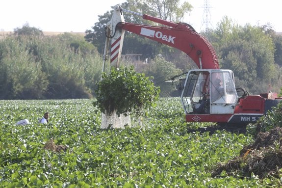 El camalote se acumula en la margen del río tras los trabajos de extracción. :: hoy