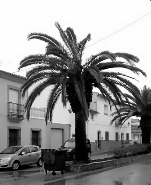 Una palmera afectada. :: f. n.