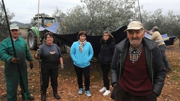 Mujeres y hombres patrullan y luego recogen sus aceitunas