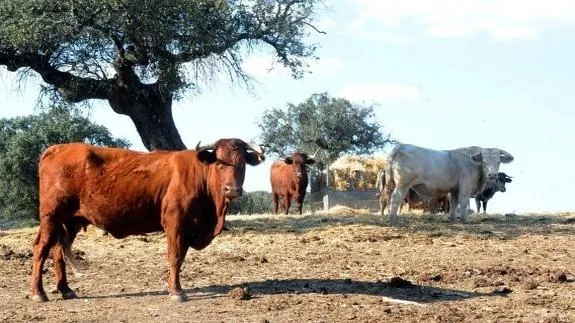 Vacas sanas y ya vacunadas en una explotación próxima a Mérida. :: BRÍGIDO
