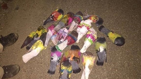 Denuncian la muerte a tiros de 50 palomos deportivos mientras competían