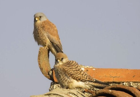 Dos cernícalos primilla. :: hoy