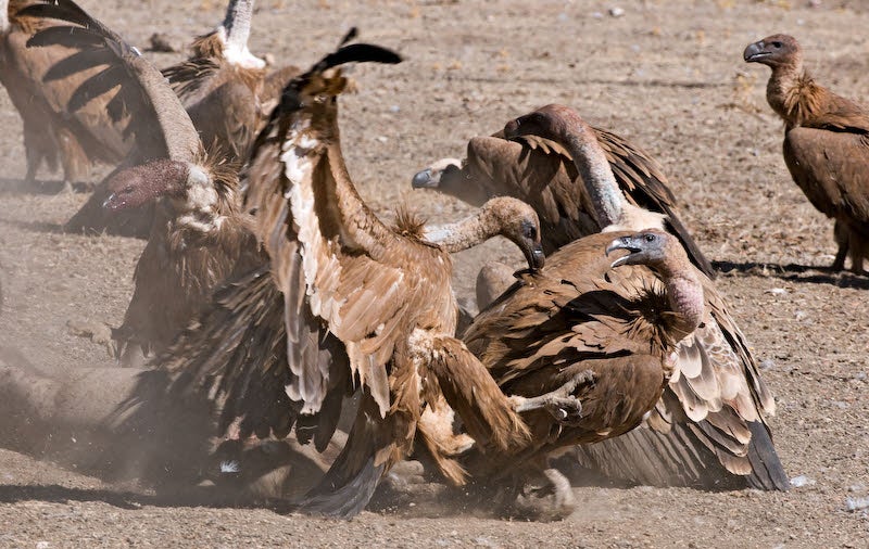 Buitres en un muladra:: HOY