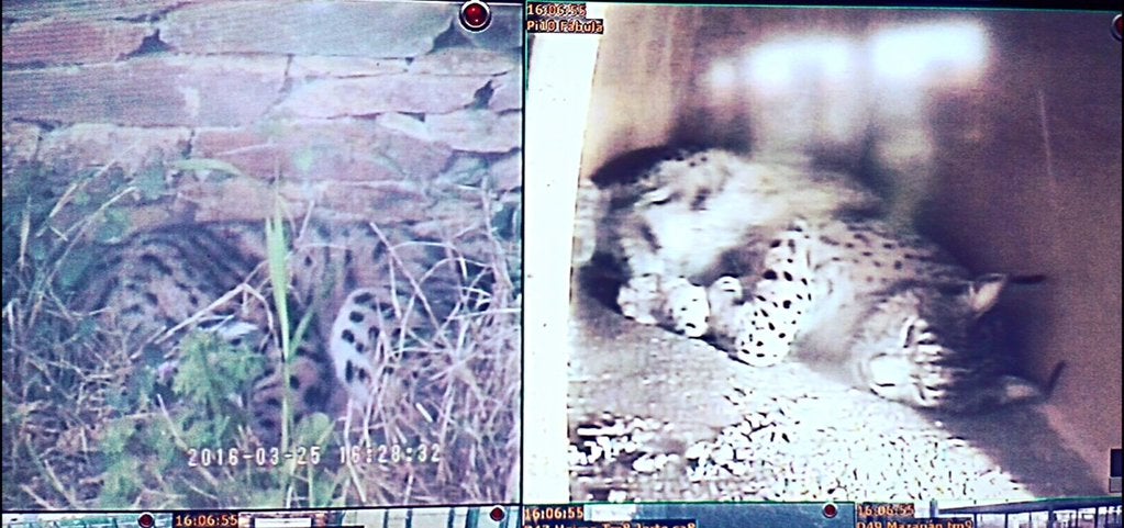 Estela ha decidido parir en el exterior, al igual que el año pasado, y Fábula ha tenido a los cinco cachorros en la paridera interior