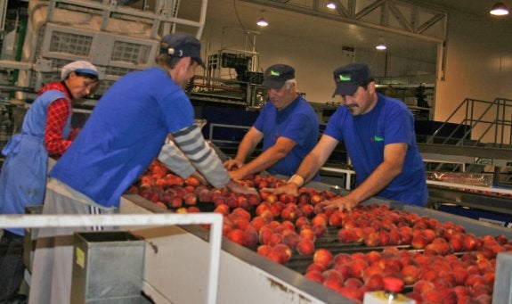 Selección de melocotones en una fábrica extremeña. :: hoy
