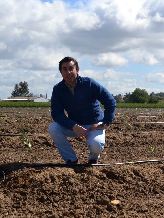 En la finca 'Los Hitos', con una nueva plantación de olivos. :: e.d.