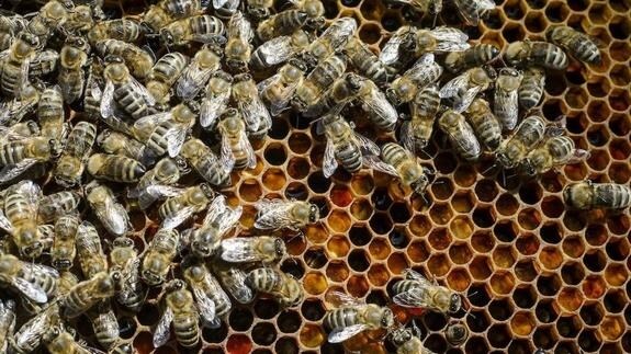 Muere un hombre de 81 años tras ser atacado por un enjambre de abejas
