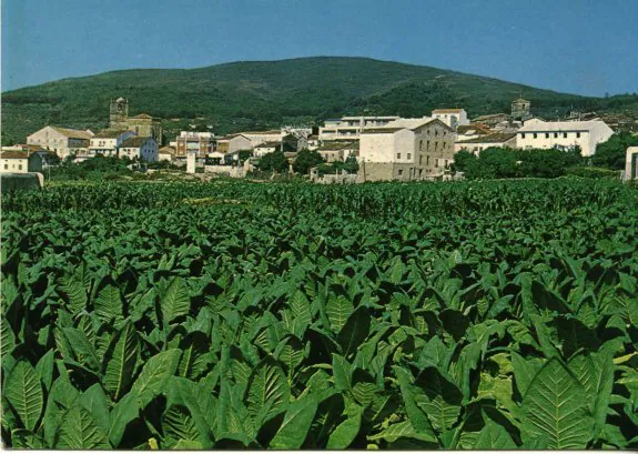 Plantación de tabaco en Jaraíz de la Vera. :: HOY