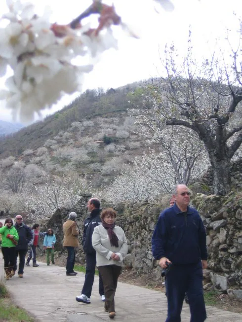 Turistas visitando el Valle del Jerte. :: HOY