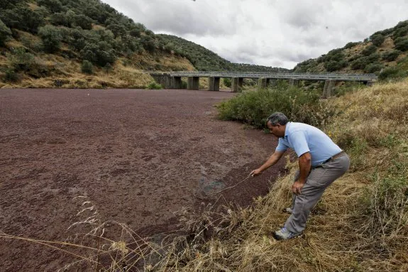 El presidente de la sociedad de pescadores de Monroy, Felipe Royo, en la orilla del tramo del Almonte invadido por la azolla. :: L. CORDEROP