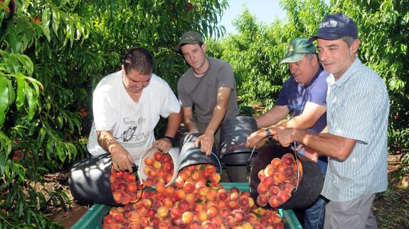 Cuatro jornaleros recogen nectarina y melocotón en La Zarnona, parcela situada en el municipio de Arroyo de San Serván, al lado de la capital de Extremadura. ::