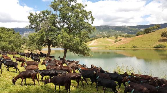 Un rebaño de cabras de un cooperativista de Uniproca pasta en el norte extremeño