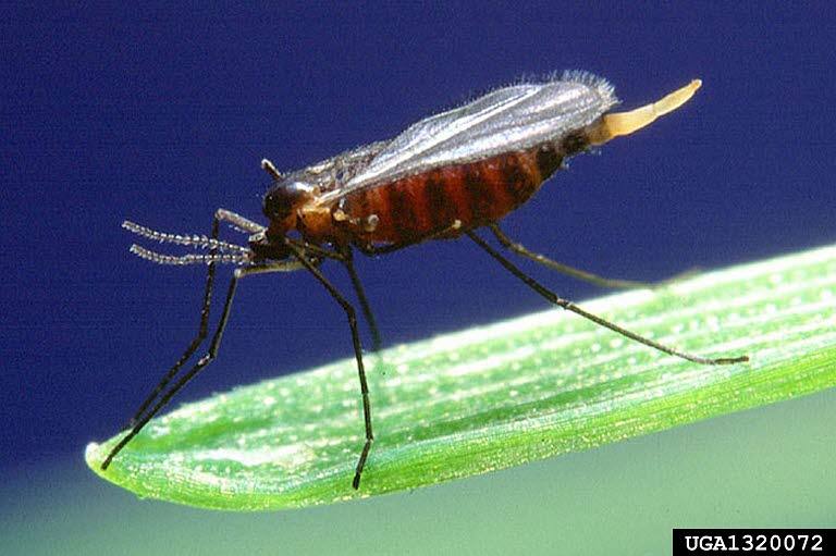Imagen del insecto Mayetiola destructor, pero todo el mundo lo conoce como el mosquito del trigo o del cereal