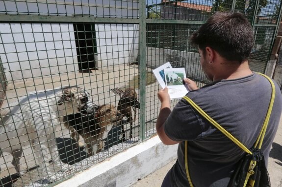 Un joven examina las fichas identificativas de los perros de El Refugio. :: andy solé