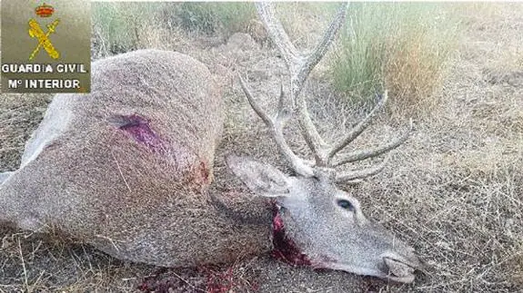 Detienen a un cazador furtivo que portaba una cabeza de venado en el maletero