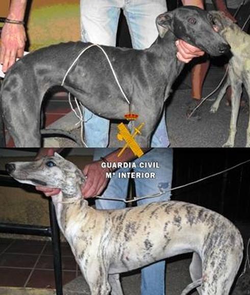 Los galgos sustraídos.