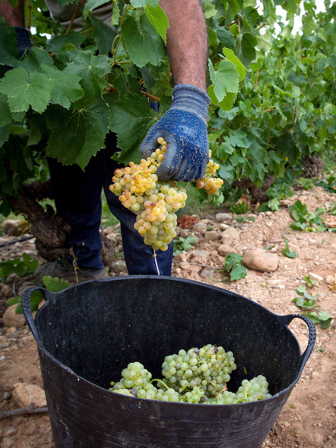 La producción de uva de cava puede llegar este año a los seis millones de kilos